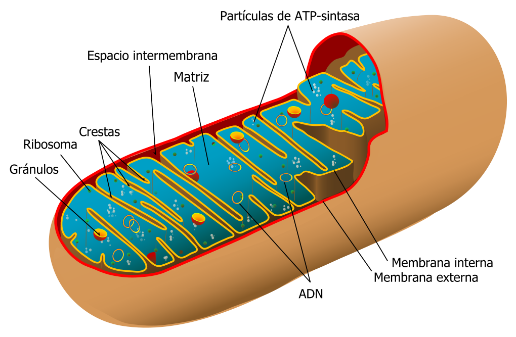 Las mitocondrias, seres extraños en nuestro cuerpo