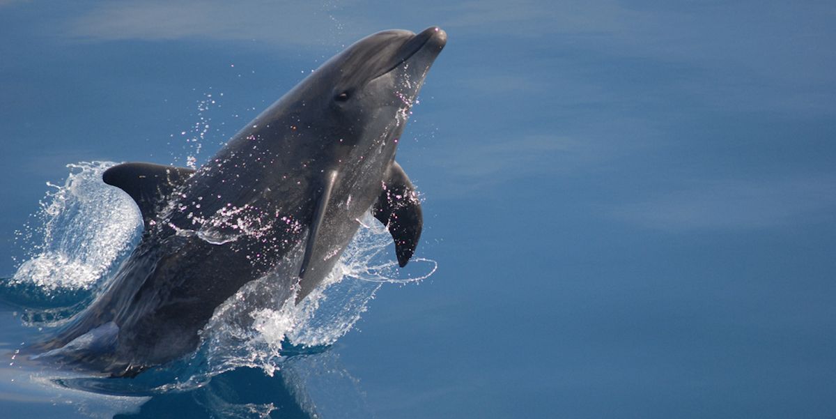 Siete días … 21 a 28 de julio (delfines)