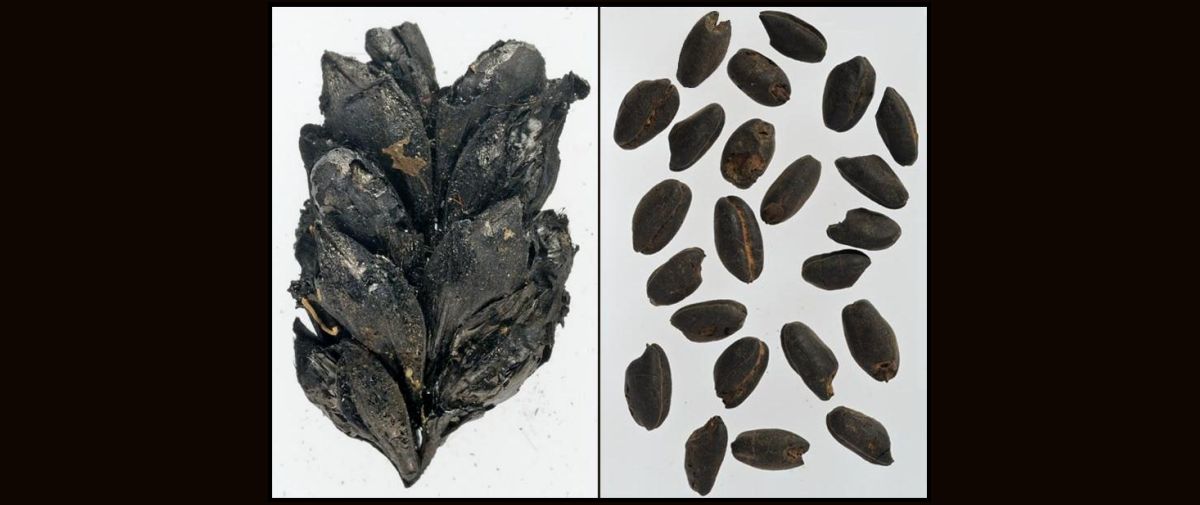 Siete días … 14 a 20 de julio (primeros agricultores)