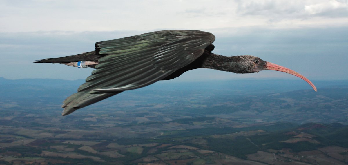 Siete días … 13 a 19 de enero (vuelo de las aves)