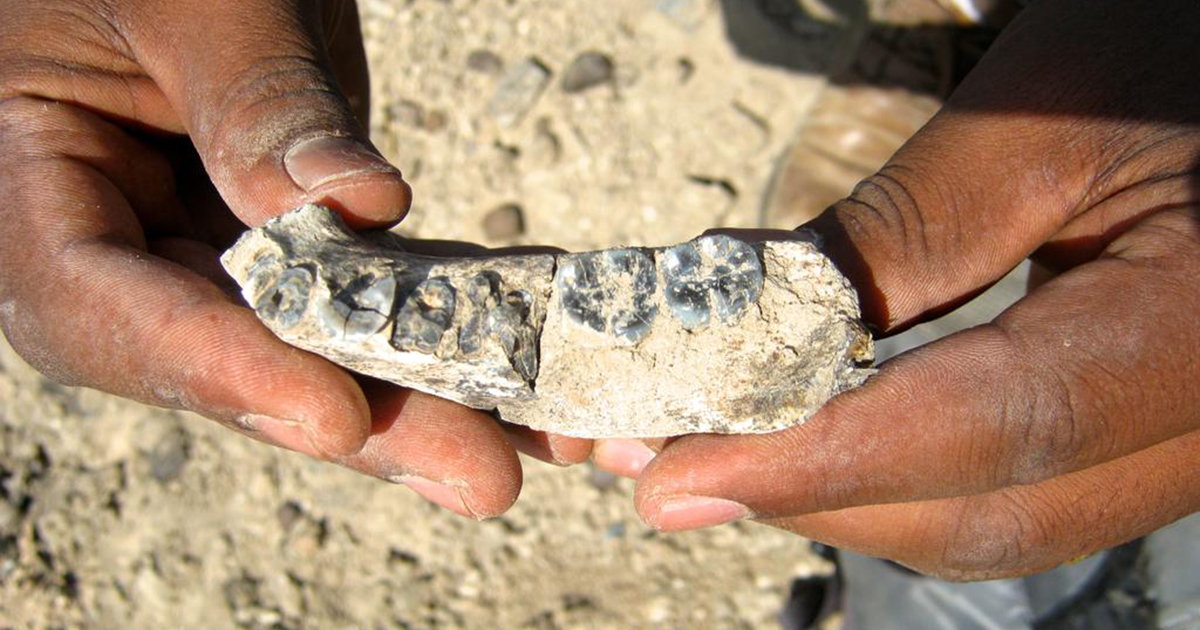 ¿Se aclara el origen del género Homo? Los restos de Ledi-Geraru