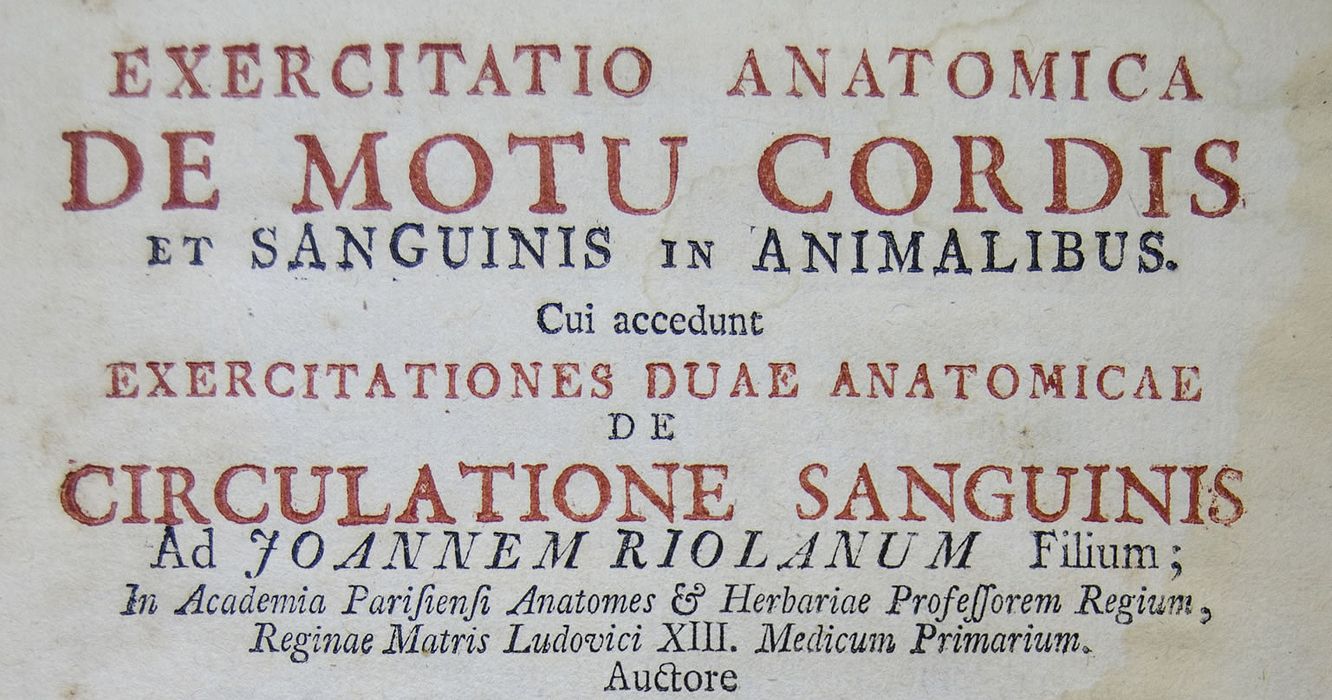 Veo como circula tu sangre