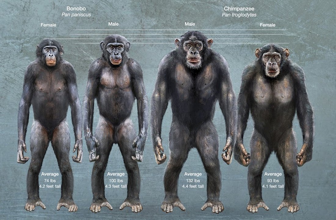 Siete días … 14 a 22 de enero (bonobos y Hidden figures)