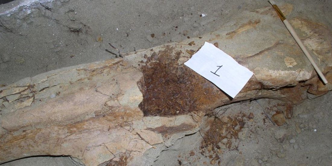 Siete días … 23 a 29 de enero (dinosarurios y el primer viaje de nuestra vida)