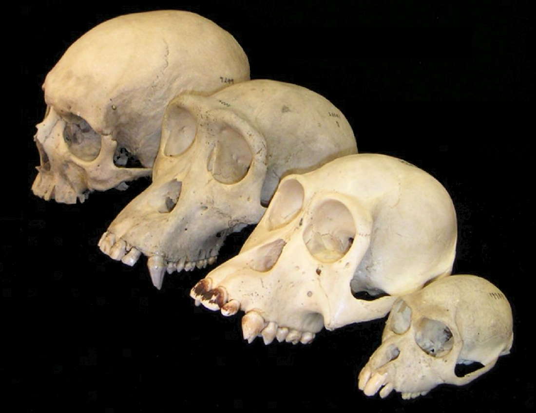 Evolución del tamaño de los dientes y el cerebro en nuestros antepasados